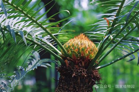 红铁树开花|国家植物园“铁树”开花啦！